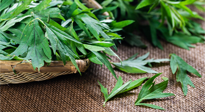 【行業(yè)資訊】南陽日報-成立保護創(chuàng)新基地 發(fā)展壯大艾草產業(yè)！