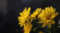 【養(yǎng)生知識(shí)】入秋菊花藥膳，美味營(yíng)養(yǎng)、養(yǎng)生保?。? />
                    </a>
                </div>
            </li>
            
            <li id=