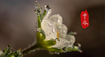 【二十四節(jié)氣灸】雨水節(jié)氣，扶陽、祛濕、調(diào)氣血，才是養(yǎng)生重點！艾灸，橫掃濕寒！
