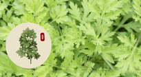 【艾灸知識】艾灸最好的時(shí)節(jié)已至，為您推薦最適合夏季艾灸的六個(gè)穴位！