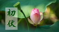 【三伏天】初伏將至，“蒸煮”模式開啟！想要健康，這四類食物別錯過??！