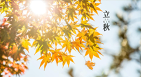【節(jié)氣飲食】立秋將至，吃最合適的飲食，平穩(wěn)度過季節(jié)交替！
